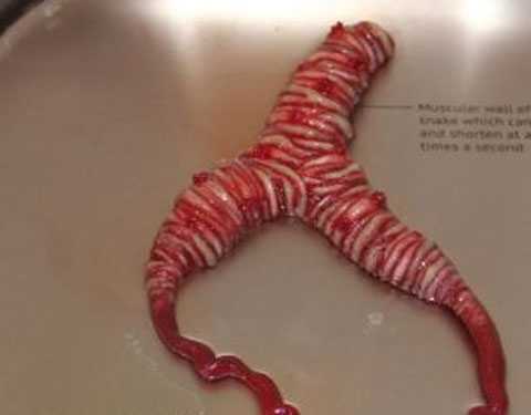 Скульптор разработала людям новые органы из угрей и гремучих змей